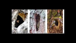 Кровосток - Цветы в Вазе (оригинал)