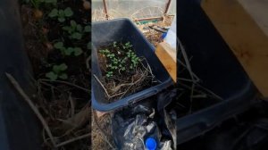 РЖУТ Редиску нещадно. Рукола ,черви и корыто...НОВИЧКАМ Место в огороде?#shortsvideo #shorts #дача