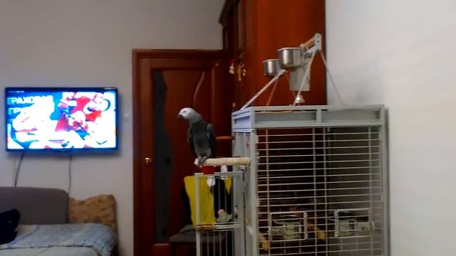 Говорящий. Жако Илларион. смотреть онлайн