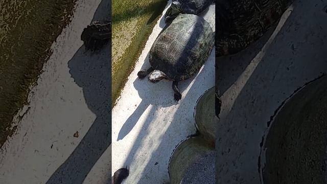 Respect #Turtles смотреть онлайн