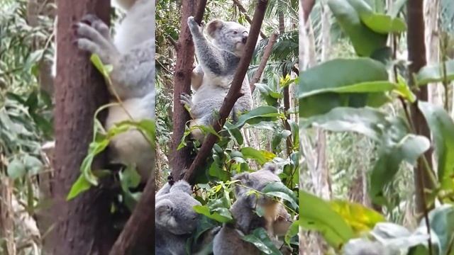 Koala 4K UltraHD video | Discover the beauty of Koala | Virtual Zoo | wildlife animals смотреть онлайн
