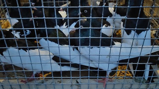 12.04.2025г Ярмарка ст Бронницы ч. 1 👍👍👍 смотреть онлайн