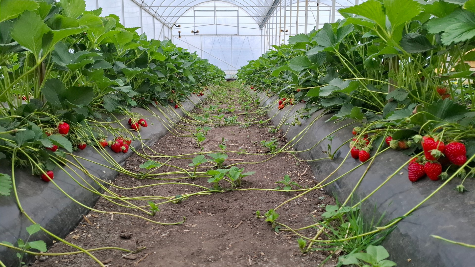 Маракуйя и клубника. 12апреля 2025.