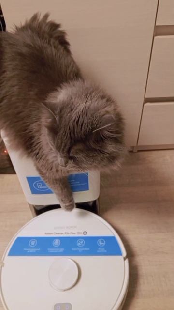 Чудик кайфует 😀💛#cat