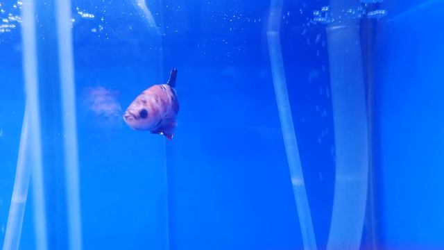 Продаю аквариумных рыбок домашнего производства смотреть онлайн