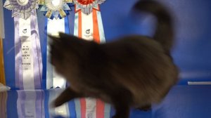 Черная сибирская кошечка Ivushka Crown of Siberia, 6,5 месяцев. Подпишитесь на наш канал!