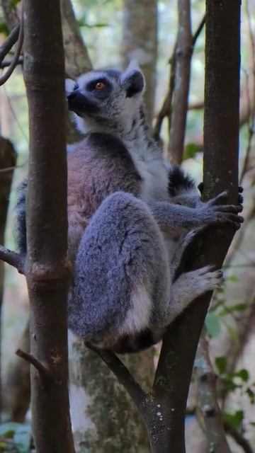 Lemur Kingdom: Exploring the Fascinating World of Monkey Lemurs | Wildlife Vs Nature#wildlife #shor смотреть онлайн