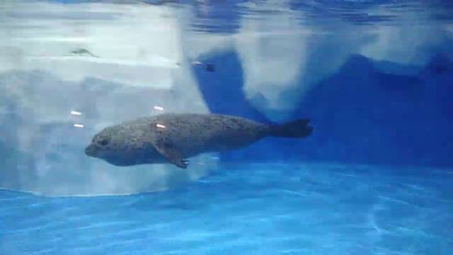 Парк Ривьера Пингвинариум смотреть онлайн