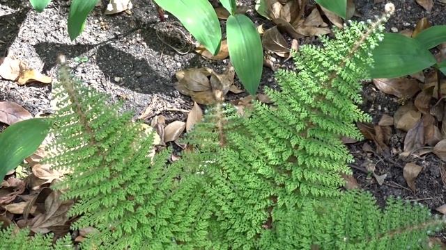 Polystichum Setiferum ´Plumoso-multilobum´