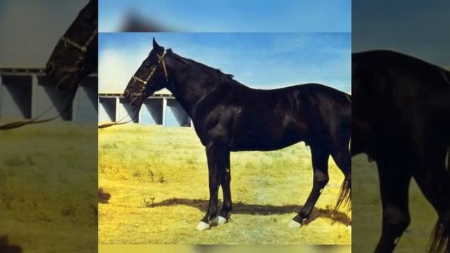 Кабардинская порода лошадей смотреть онлайн