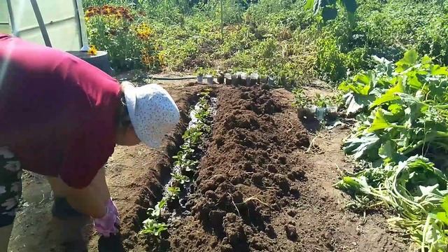 От увиденного 👀 аж мурашки по телу 😳 Высадила часть клубнички🍓Зефир🍓 смотреть онлайн