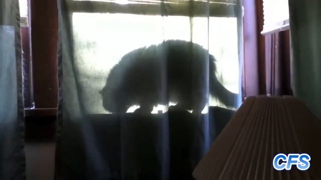 СУПЕР КОШКИ ОТЖИГАЮТ!!! смотреть онлайн