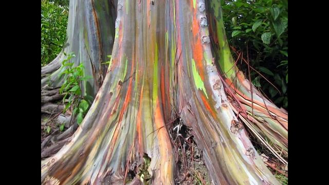 The Splendor of Rainbow Trees Nature's Living Masterpieces смотреть онлайн