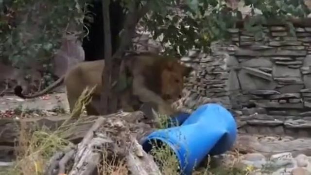 Лев разминается, играя со своей "жертвой" 🥰 #animals #lion #tiger смотреть онлайн