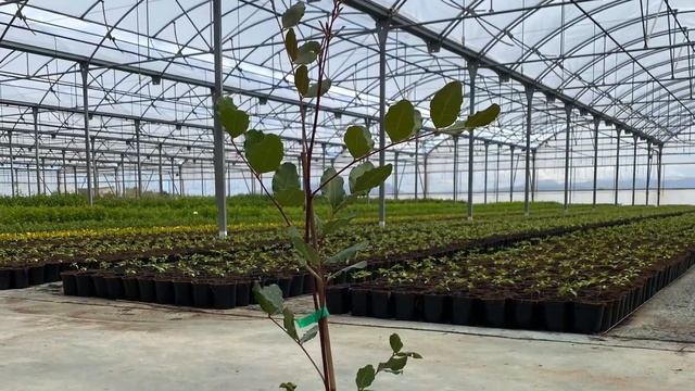 Vivero de algarrobos injertados смотреть онлайн