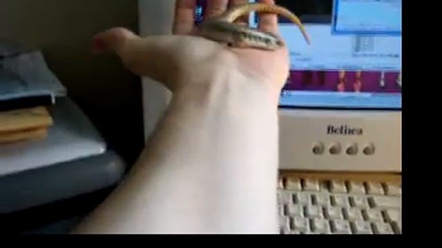 Chalcides ocellatus - Foltos érces szkink смотреть онлайн