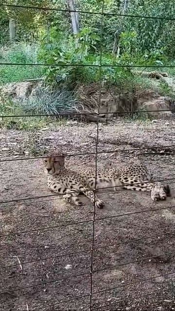 Gepard #animals #zoo #viral смотреть онлайн