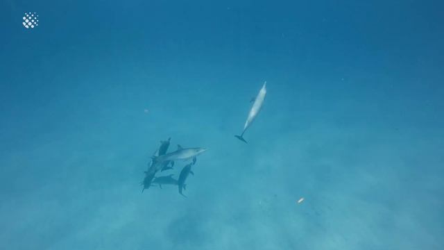 Amazing Dolphin Moments Caught on Camera! смотреть онлайн