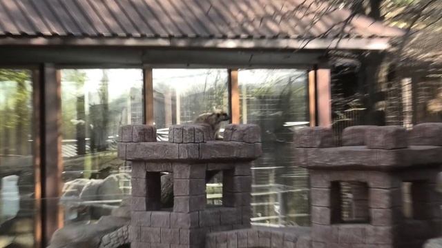 Сурикат охраняет свою компанию. Вкусный ужин. The meerkat guards his company. Delicious dinner. смотреть онлайн