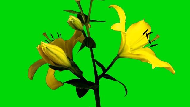 LILIES BLOOMING FLOWERS - Green Screen Corner - Chrome Key - Animation Video - Free use No Copyrigh смотреть онлайн