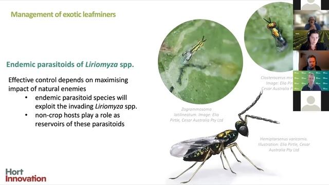 American Serpentine Leafminer: Are you prepared? смотреть онлайн