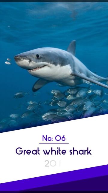 Biggest Sharks ~ TOP 10 #short #shortvideo #animals #top #top10 #shark смотреть онлайн