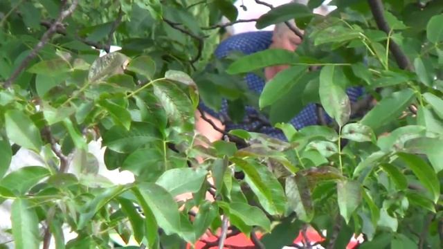 Девчата с нашего двора смотреть онлайн