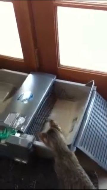 Smart step self cleaning litter box смотреть онлайн