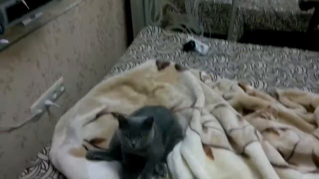 Кошка смотрит ТВ смотреть онлайн