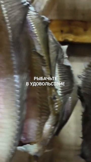 Вяленый камбала - ёрш.