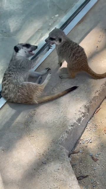 Сурикаты играются и грызутся. Сурикаты-кусаки. Meerkats biters, meerkats playing смотреть онлайн