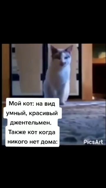 мем #shorts #смешно #юмор #рекомендации #смех #ржака #коты #кошки смотреть онлайн