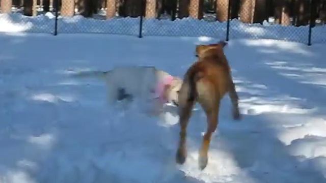 Yellow Lab Lake Tahoe Sophie Snow 7 смотреть онлайн