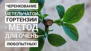 Черенкование метельчатой гортензии