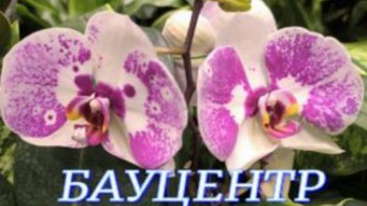 №1064/ СВЕЖАЯ поставка ОРХИДЕЙ в БАУЦЕНТР смотреть онлайн