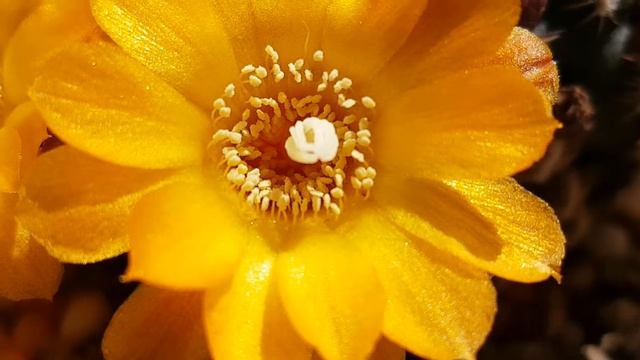 rebutia arenacea - sulcorebutia arenacea - cactus flower - kaktüs çiçeği - kaktüsler - adana смотреть онлайн