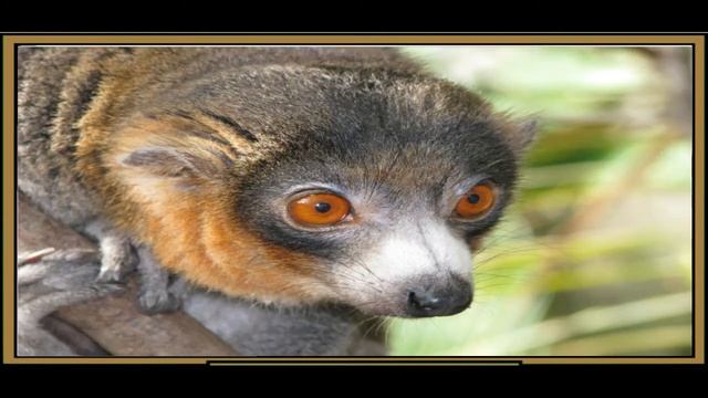 5 Facts about Tarsiers смотреть онлайн