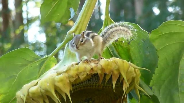 Дачный воришка HD смотреть онлайн