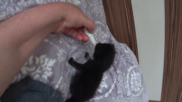 ДУМАЛИ НЕ ВЫЖИВЕТ , НО СИЛЬНО ОШИБАЛИСЬ смотреть онлайн