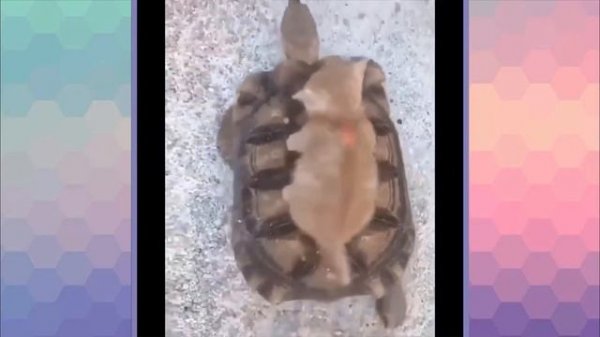 Милые и забавные петомцы #21