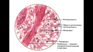 03 Ткани- соединительная