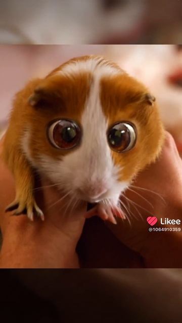 это плаксик морская свинка