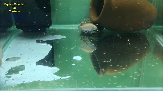 Cubs fish, hatched out of the egg - White Zebra Fish смотреть онлайн