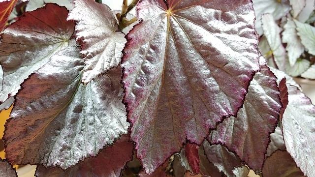 Сортовая бегония Two Faces смотреть онлайн