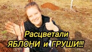 РАСЦВЕТАЛИ ЯБЛОНИ И ГРУШИ | Открываем сезон | Дом в деревне | Деревенские хлопоты