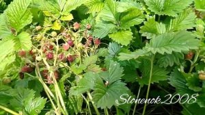 🍓КЛУНИКА🍓наконец-то добралась до 🍓🍓🍓ягодок🤗