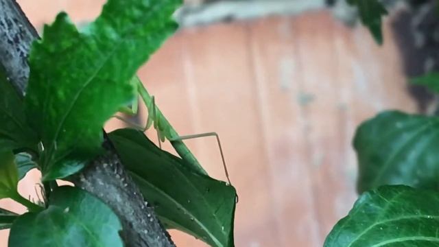 Mantis religiosa (Linnaeus, 1758) смотреть онлайн