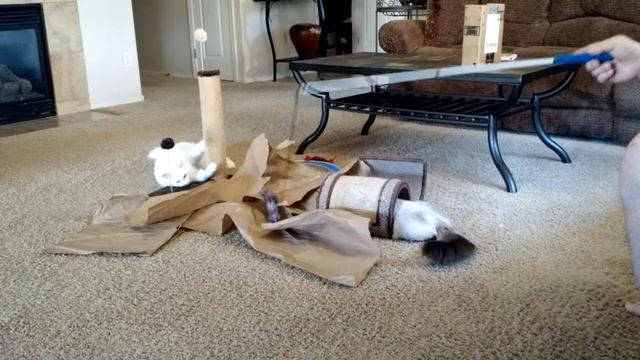 Einstein the Siamese Ragdoll Cat & Lily the Turkish Angora 🐈🐈 смотреть онлайн