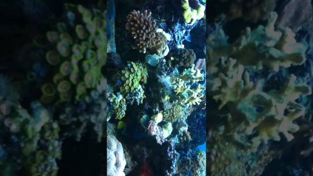 50 gallon marine corner teef tank trigon 190 смотреть онлайн
