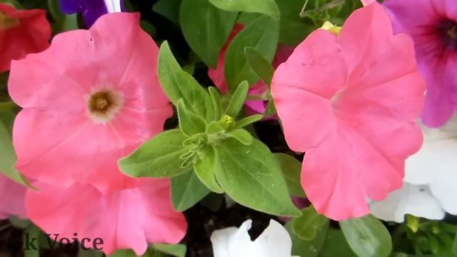 Vlog 04 | Review of the beautiful Scoparia dulcis tree in my friends farm смотреть онлайн